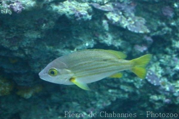 Yellow-lined snapper