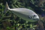 Sleek unicornfish