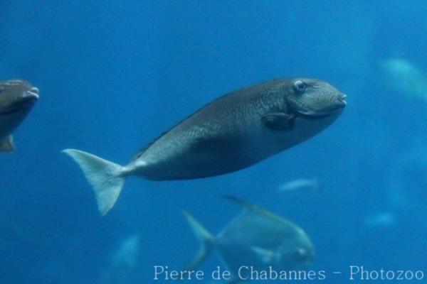 Reticulate unicornfish