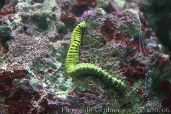 Conspicuous sea cucumber