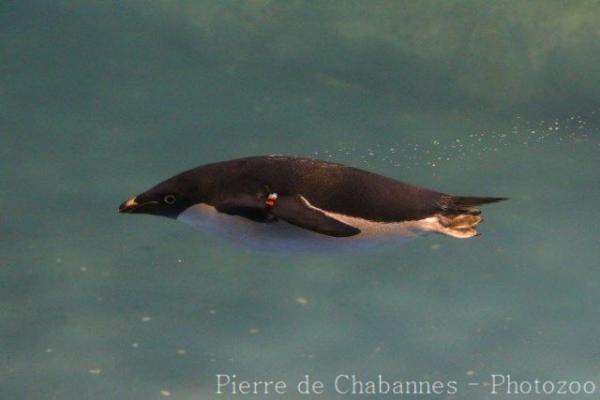 Adelie penguin