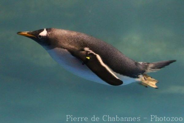 Gentoo penguin