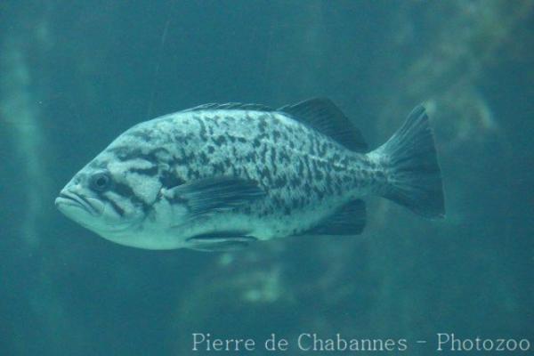 Blue rockfish