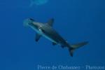 Scalloped hammerhead