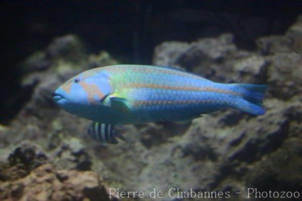 Surge wrasse