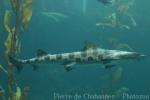 Leopard shark