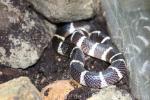 Many-banded krait