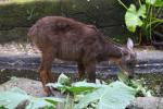 Formosan serow