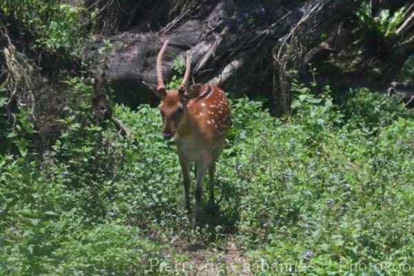 Formosan sika deer