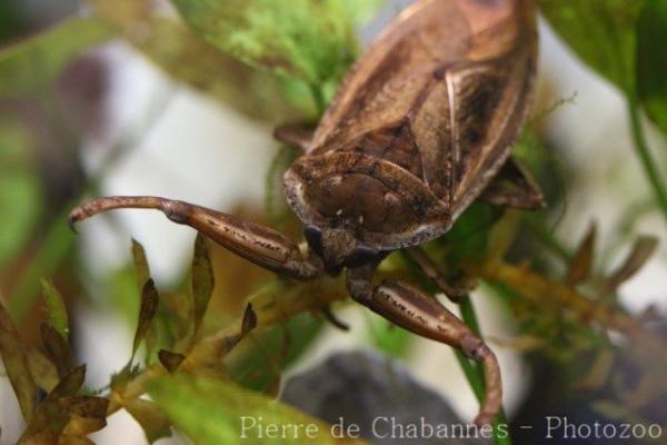 Pfeifer's water scorpion