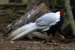 Silver pheasant