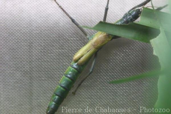 Tsuda's giant stick-insect