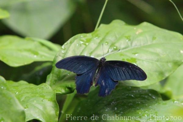 Taiwan swallowtail