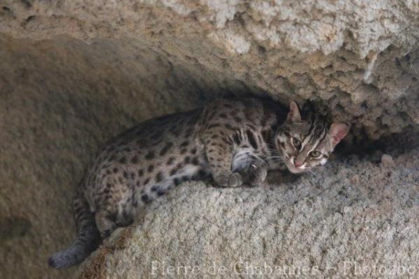 Mainland (Chinese) leopard-cat