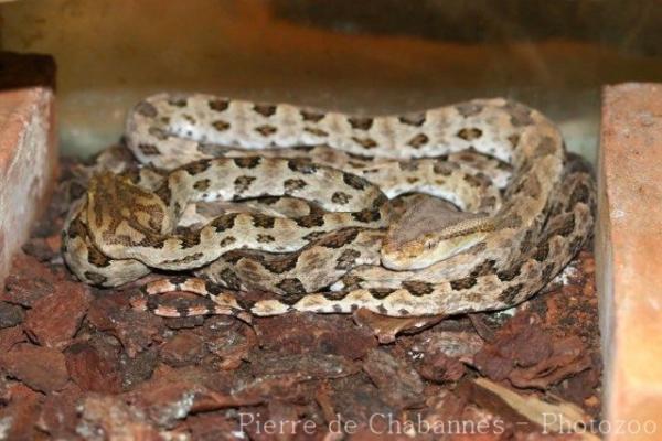Brown spotted pitviper