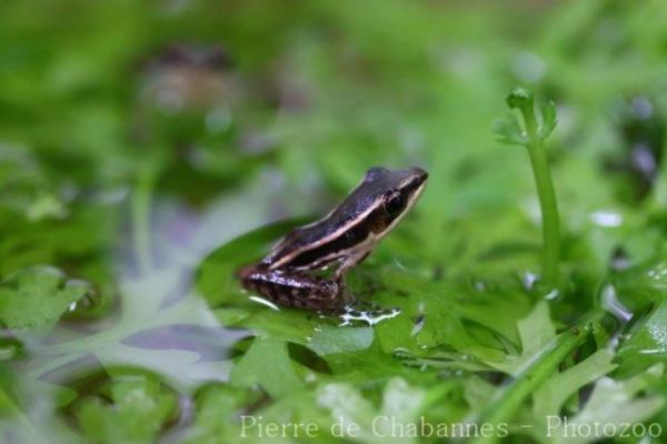 Two-striped grass frog