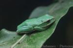 Tributary flying-frog