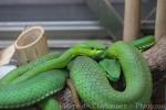 Chinese green tree viper