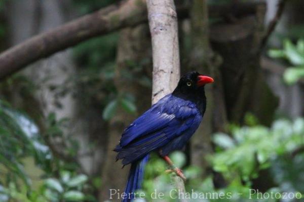 Taiwan blue magpie