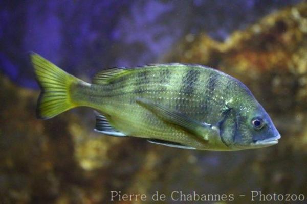 Blackhead seabream