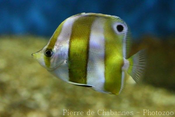 Brown-banded butterflyfish