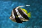 False moorish idol