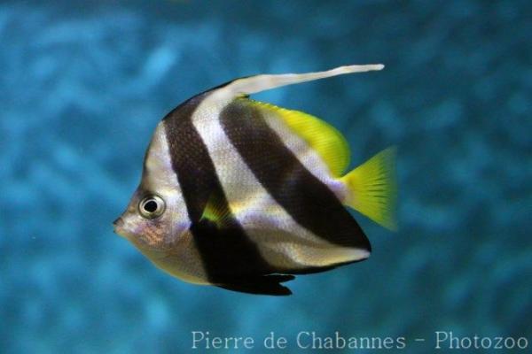 False moorish idol