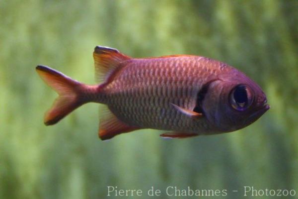 Pinecone soldierfish