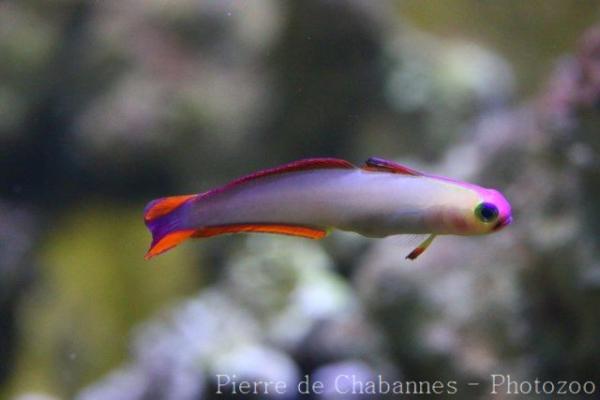 Elegant firefish