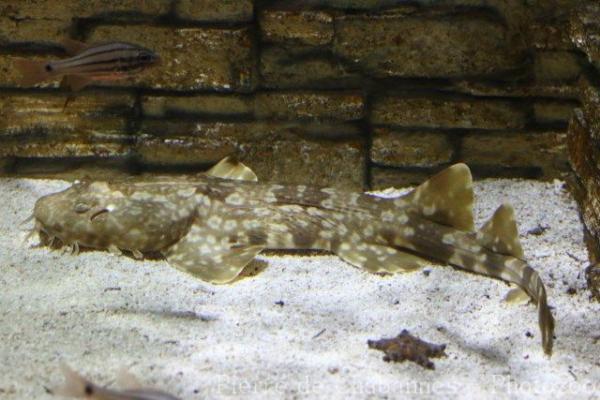 Japanese wobbegong