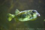 Blue-spotted trunkfish