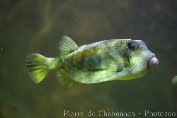 Blue-spotted trunkfish