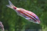 Blackspot goatfish