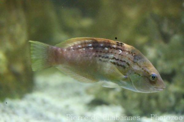 Bambooleaf wrasse