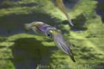 Bigfin reef squid