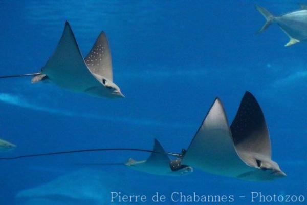 Ocellated eagle ray