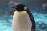 Emperor penguin