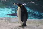 Emperor penguin