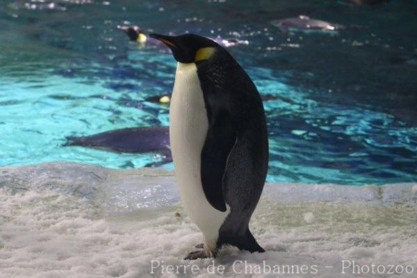 Emperor penguin