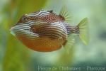 Striped cowfish