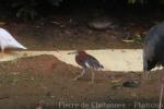 Chinese pond-heron