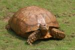 African spurred tortoise