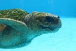 Loggerhead turtle