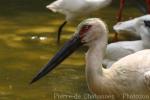 Oriental stork