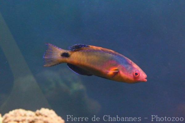 Exquisite wrasse