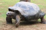 Aldabra giant tortoise