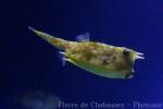 Longhorn cowfish