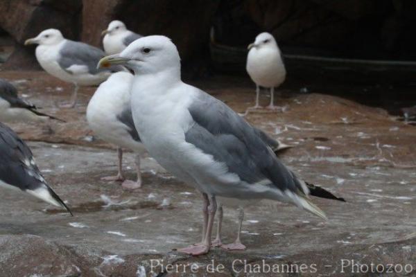 Slaty-backed gull