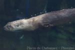 North American river otter