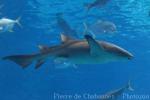 Tawny nurse shark